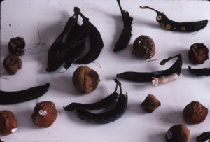 Sewn fruit specimen for Strange Fruit, documented by the artist.